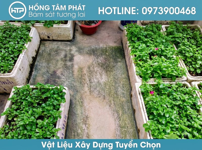 Áp dụng ngay cách xử lý rong rêu đúng kỹ thuật để bảo vệ kết cấu tường bền vững.